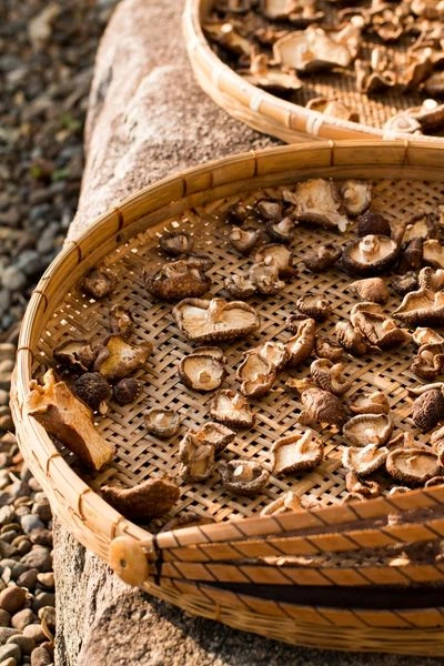 Shiitake Pilze für Shiitake Pulver