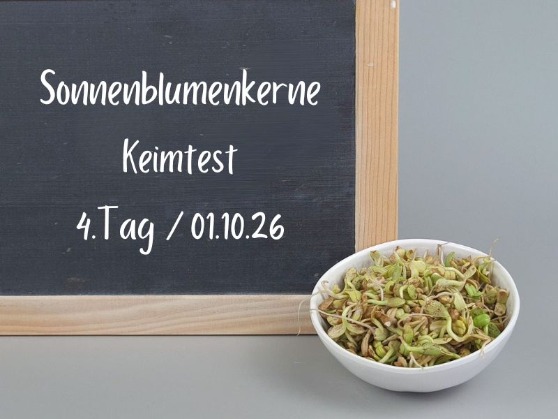 Sonnenblumenkerne Bio Sprossen in einer kleinen Schale an Tag 4