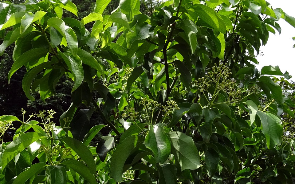 Ceylon-Zimt-im-Bio-Anbau