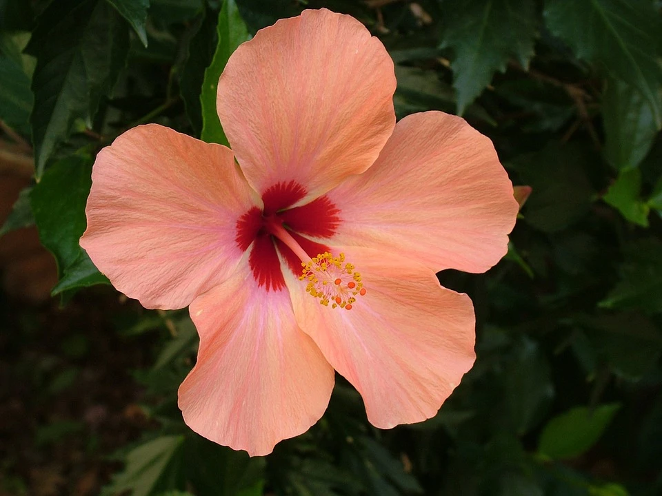 Hibiskus Blüte 