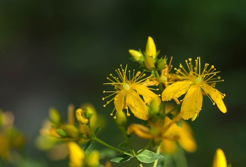 Bio-Johanniskraut-Tee-aus-der-ganzen-Pflanze