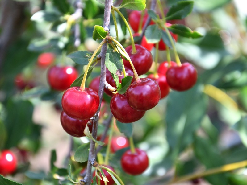 Sauerkirschen Bio