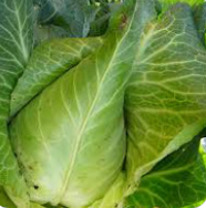 Spitzkohl  Filderkraut