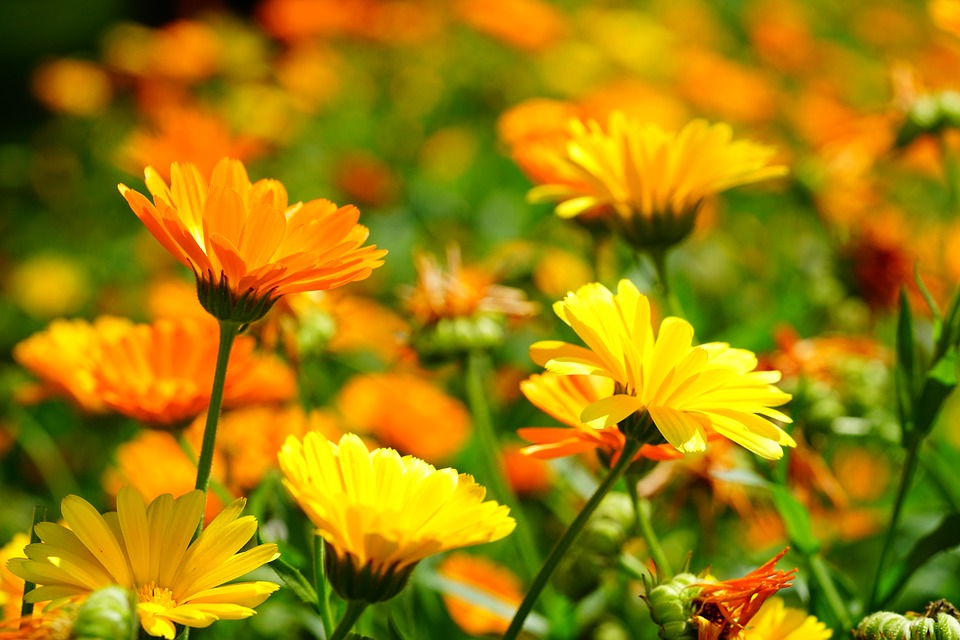 Ringelblumentee aus den Blüten der Ringelblume