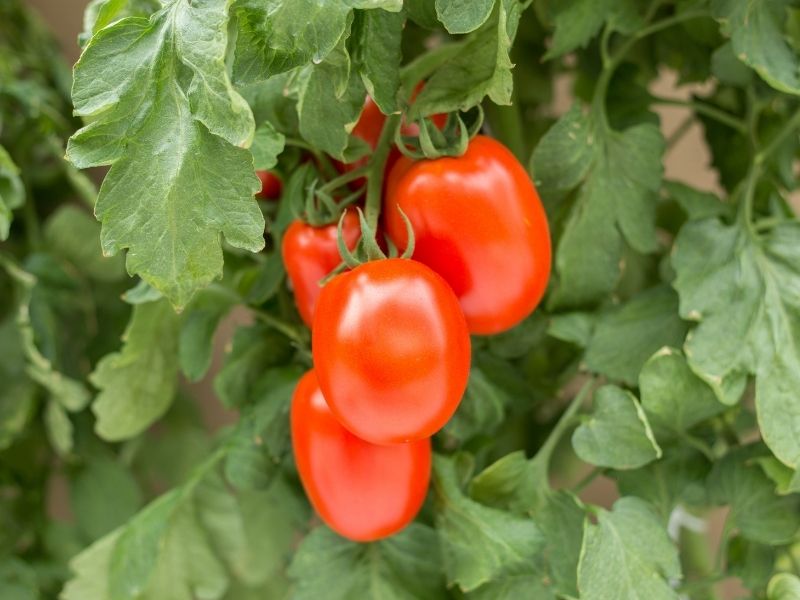 Eiertomaten
