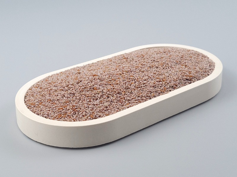 Flohsamen (Plantago ovata, indischer Flohsamen, heller Psyllium), ganz, Bio kbA, Rohkost
