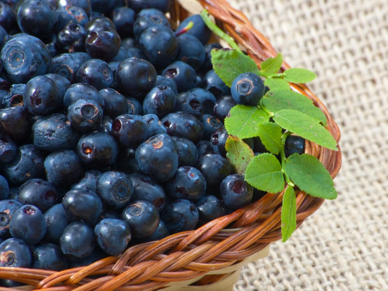 waldheidelbeeren-botanisches-bild