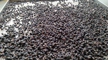 Aroniabeeren im Trockenschrank