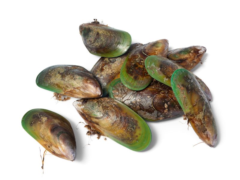 gruenlippmuscheln