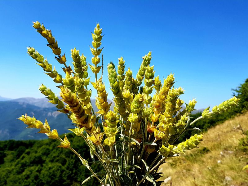 griechischer-bergtee-sideritis-scardica
