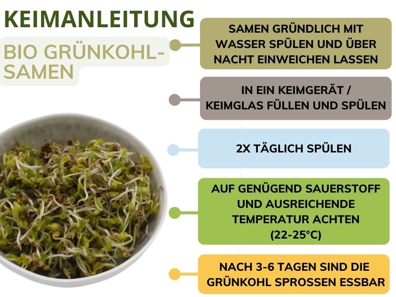Grünkohlsamen Keimanleitung
