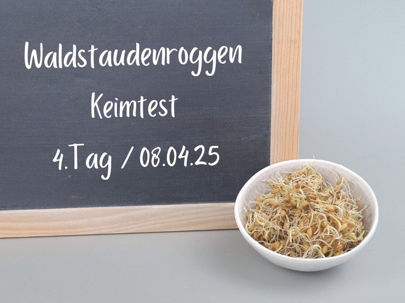 waldstaudenroggen-keimlinge-tag4