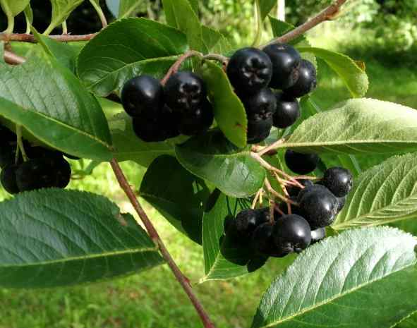 Aroniabeeren getrocknet, bio kbA (Apfelbeeren, schwarze Beeren)