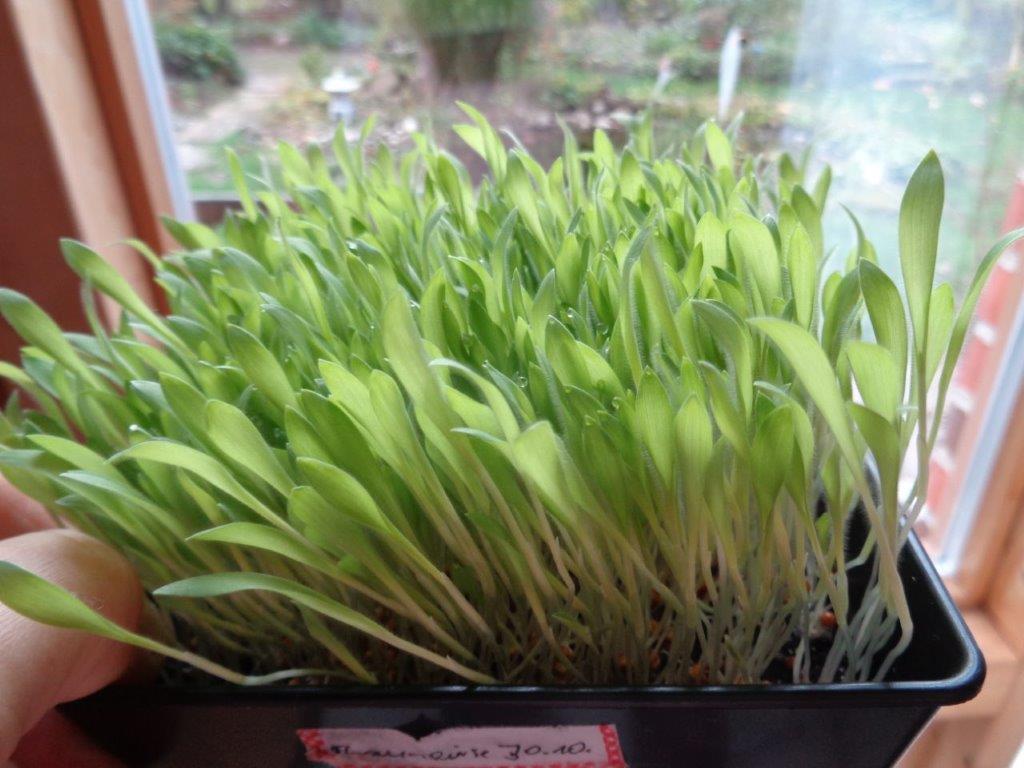 Braunhirse Microgreens
