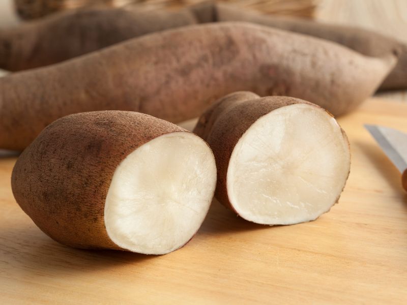 Yacon Wurzel