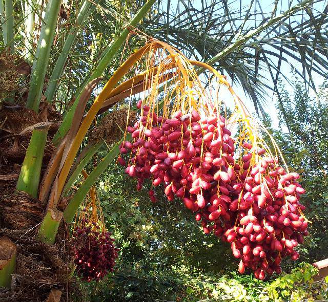 datteln_palme585d309a0a501