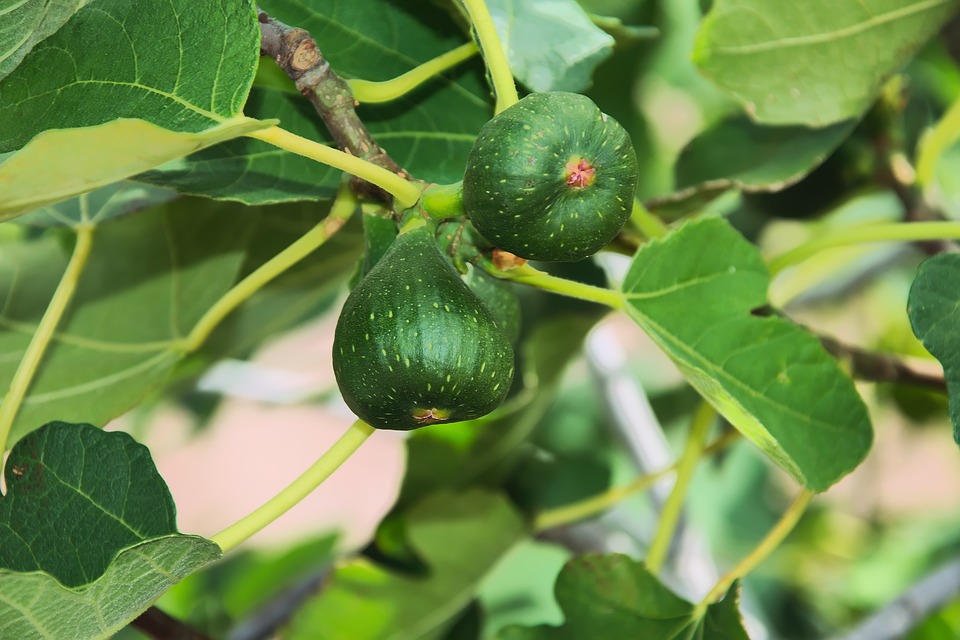 figs-2662883_960_720