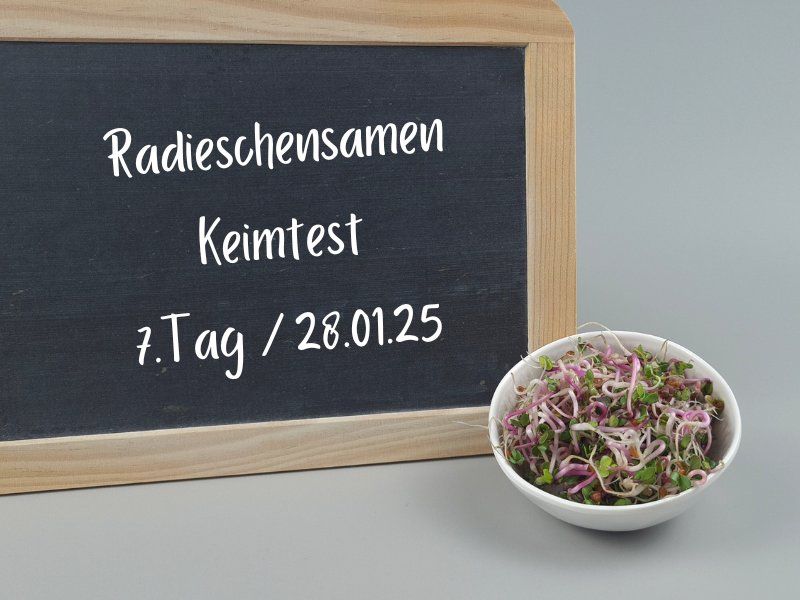 radieschensamen-sprossen-tag7