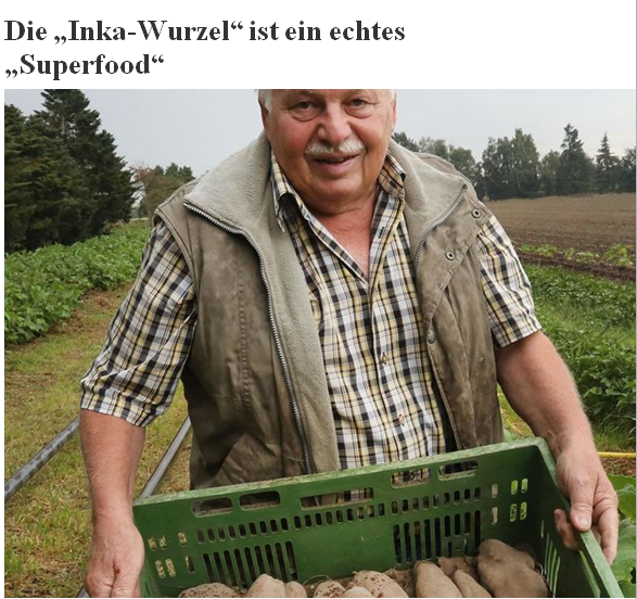 Frische Yacon Wurzeln direkt vom Erzeuger