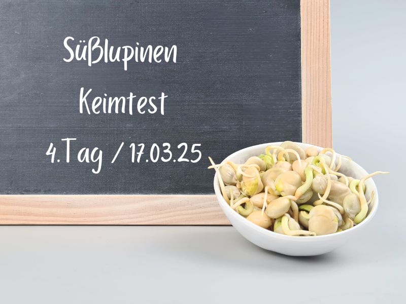 suesslupinensamen-keimtest-tag4