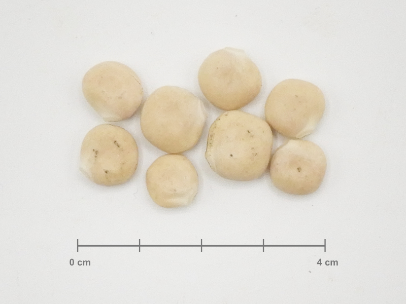Lupinensamen ganz, bio kbA, von der weißen Süßlupine, keimfähig