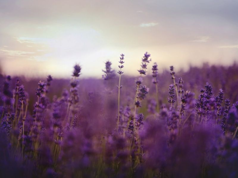 Lavendelblüten auf dem Feld