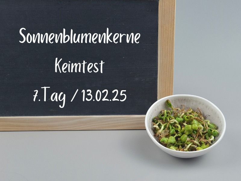 sonnenblumenkerne-bio-keimlinge-tag7