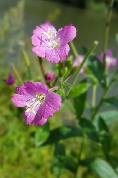 Epilobium Parviflorum