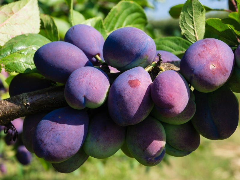 Pflaume prunus domestica