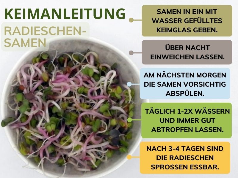 Radieschensamen Sprossen Keimanleitung