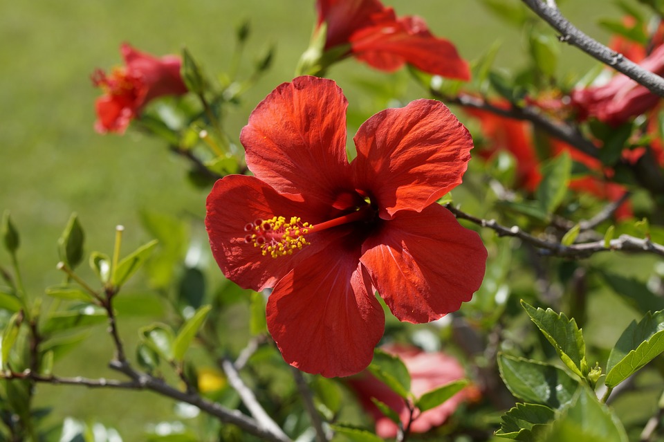 hibiscus-1554734_960_720