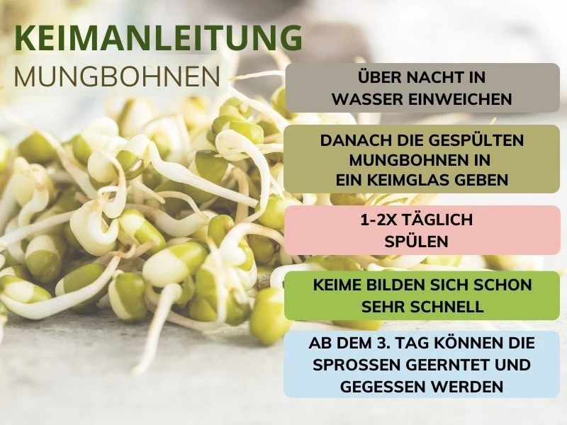 Bio Mungbohnen Keimanleitung