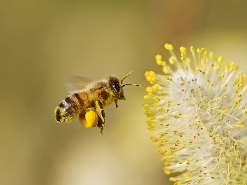 Biene im Flug mit Blütenpollen und Blüte