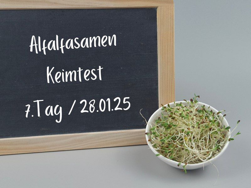 alfalfasamen-keimlinge-tag7