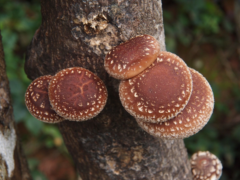 Shiitake Pilze am Baum