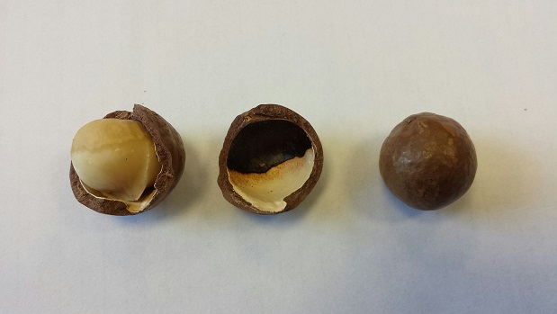 Macadamia Nüsse naturell