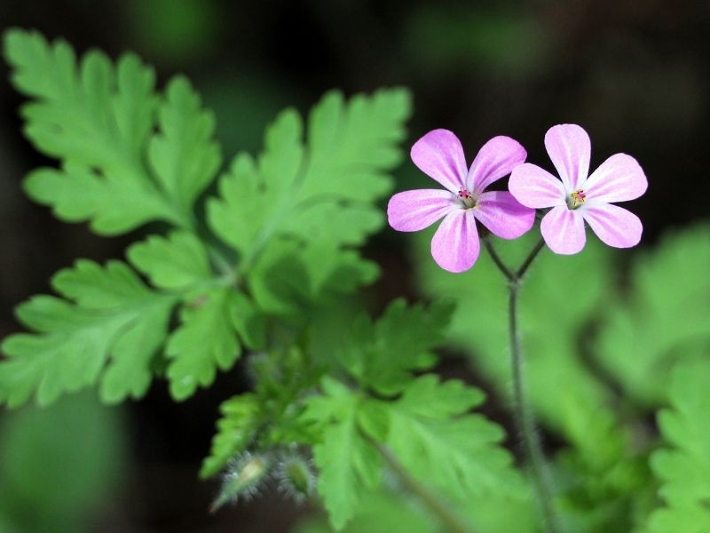 Geranium Robertanium