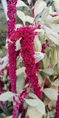 Amaranth Blüten Amaranth Blüten
