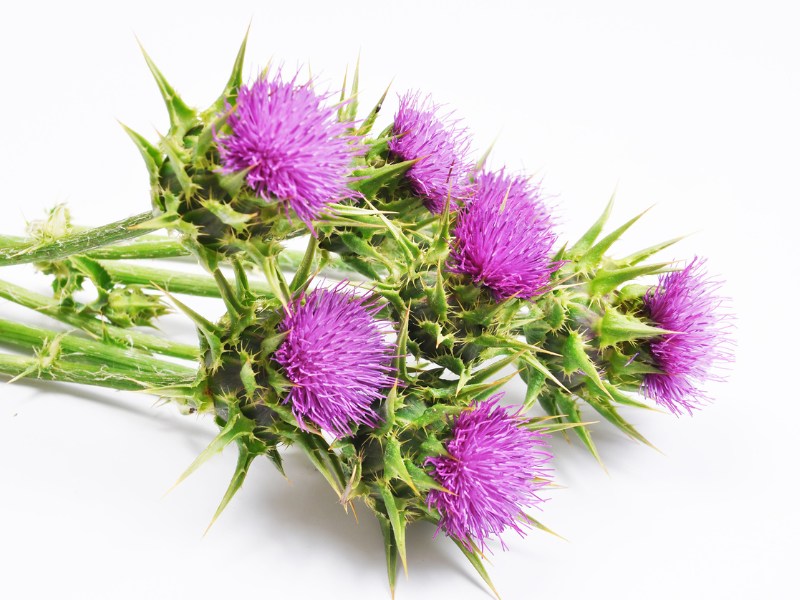 Mariendistel
