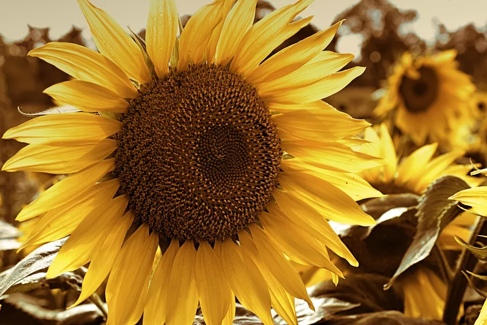 Bio-Sonnenblumenkerne-kaufen-direkt-von-der-Sonnenblume