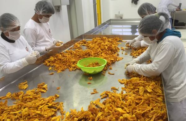 Herstellung der Mangostücke getrocknetHerstellung der Mangostücke getrocknet