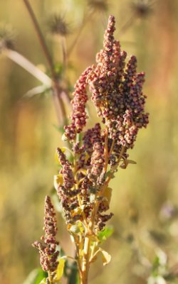Quinoa Pflanze