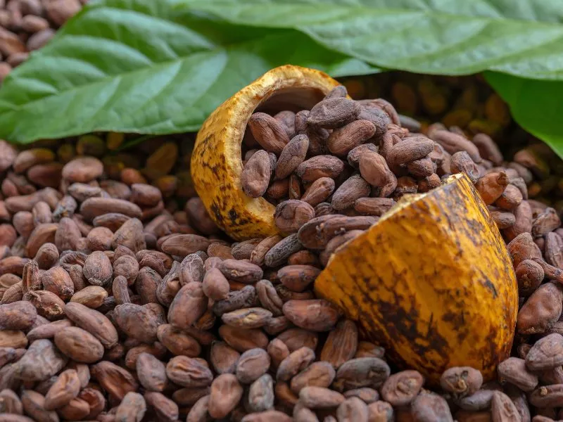kakaobohnen-bio-mit-frucht