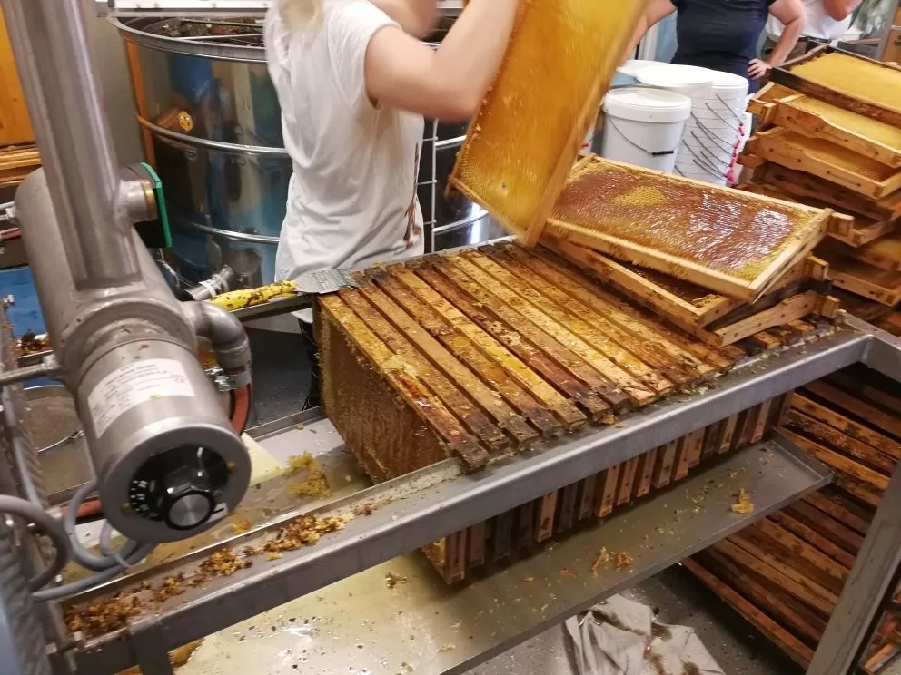 In der Imkerei: Entnahme der Honigrahmen aus den Bienestöcken und weiter Verarbeitung, Vorbereitung zum Schleudern