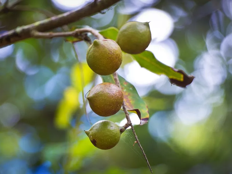 Macadamia Nuss Baum