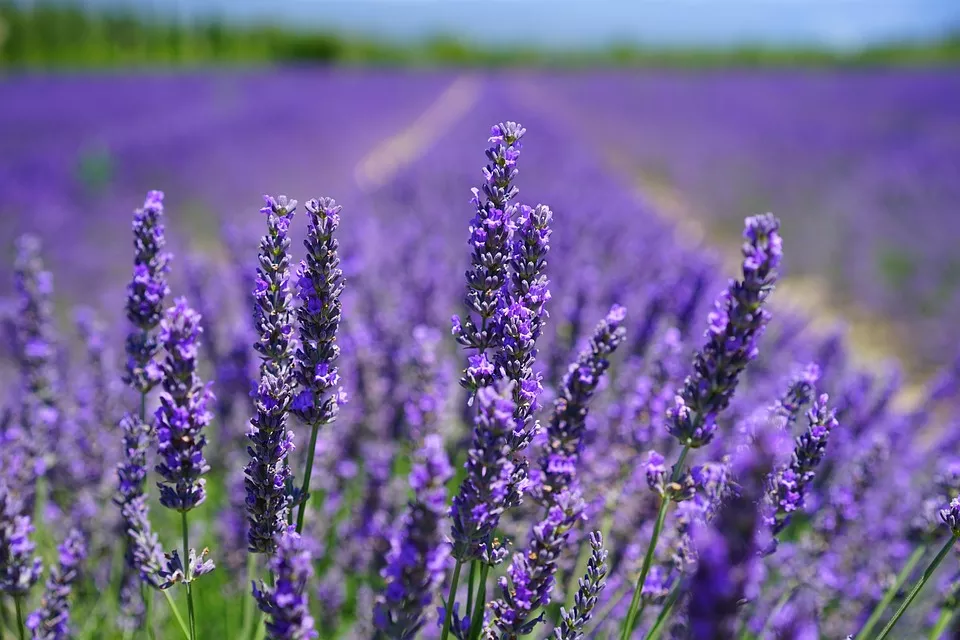 lavender-blossom-1595584_960_720