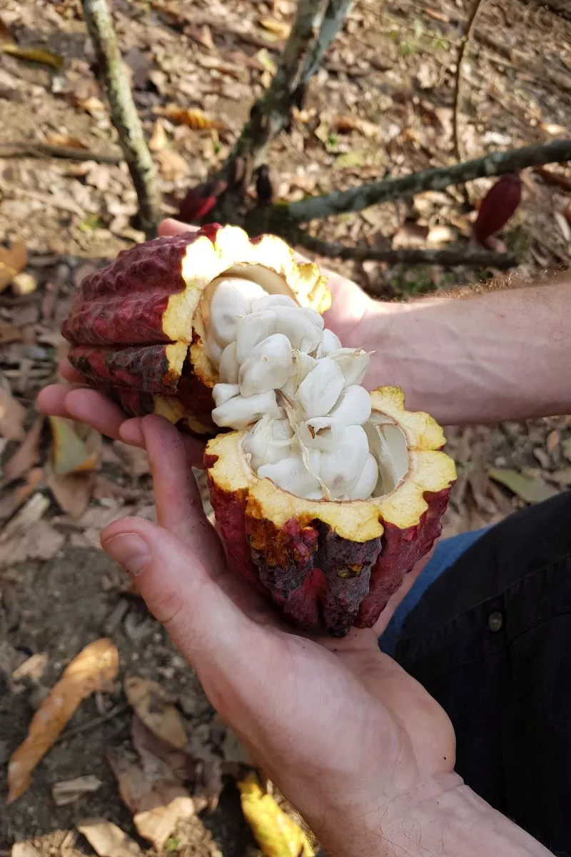 Kakaobohnen mit Fruchtmark