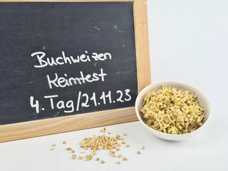 buchweizen-bio-keimlinge-test-tag4