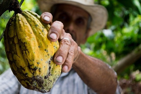 Kakaonibs-aus-Bio-Anbau