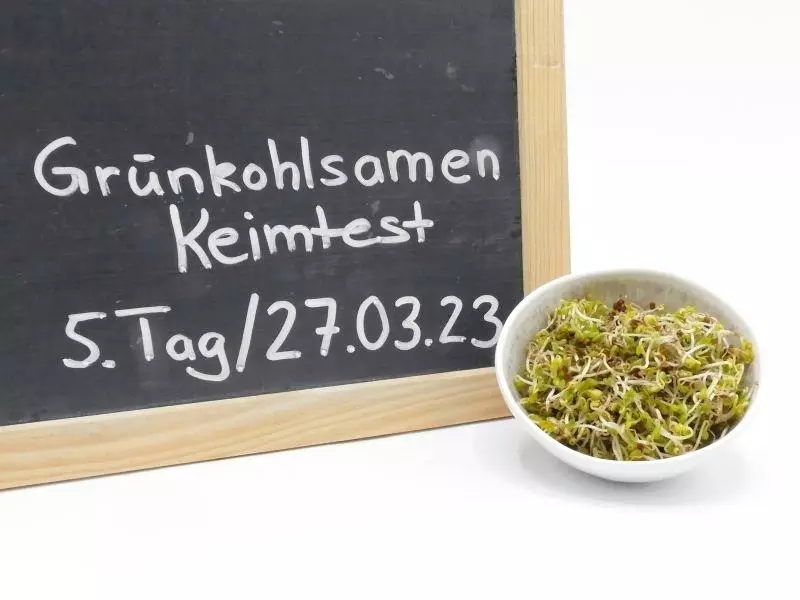 gruenkohlsamen-keimtest-tag5